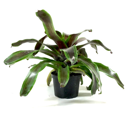 Bromeliad, 6in, Neoregelia Namaskar - Floral Acres Greenhouse & Garden Centre