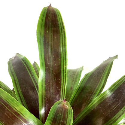 Bromeliad, 6in, Neoregelia Namaskar - Floral Acres Greenhouse & Garden Centre