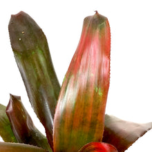 Load image into Gallery viewer, Bromeliad, 6in, Neoregelia Maria - Floral Acres Greenhouse &amp; Garden Centre
