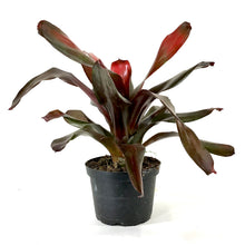 Load image into Gallery viewer, Bromeliad, 6in, Neoregelia Maria - Floral Acres Greenhouse &amp; Garden Centre
