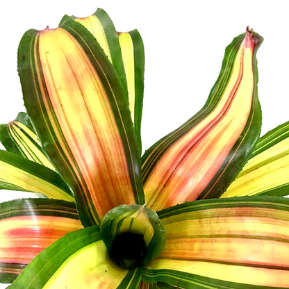 Bromeliad, 6in, Neoregelia Full Moon - Floral Acres Greenhouse & Garden Centre