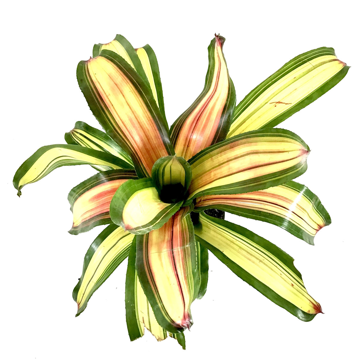 Bromeliad, 6in, Neoregelia Full Moon - Floral Acres Greenhouse & Garden Centre