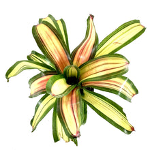 Load image into Gallery viewer, Bromeliad, 6in, Neoregelia Full Moon - Floral Acres Greenhouse &amp; Garden Centre
