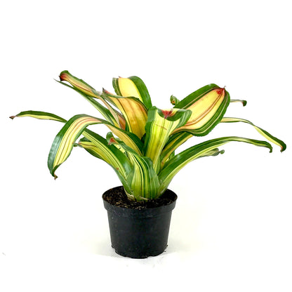 Bromeliad, 6in, Neoregelia Full Moon - Floral Acres Greenhouse & Garden Centre