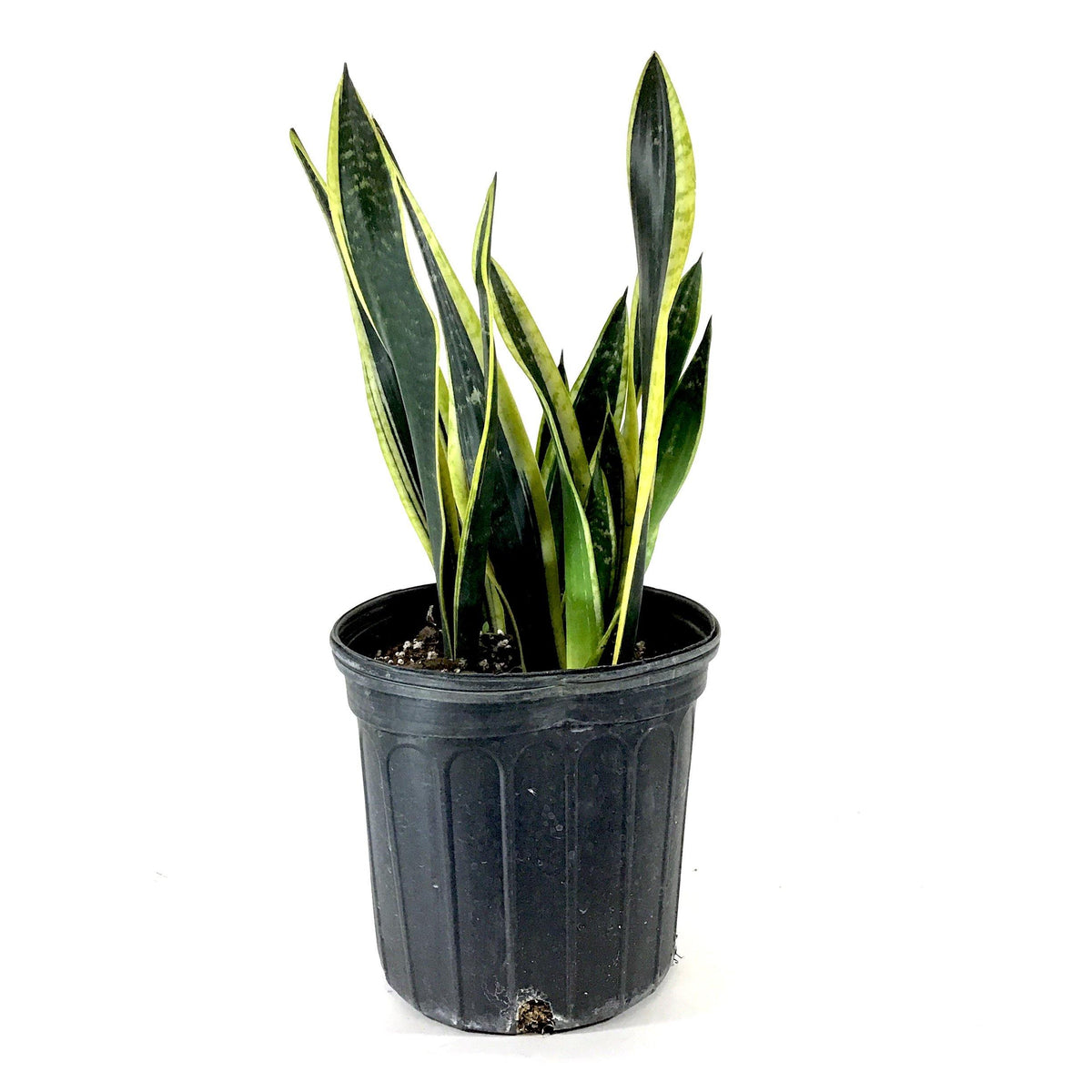 Sansevieria, 10in, Black Gold - Floral Acres Greenhouse & Garden Centre
