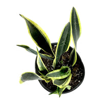 Load image into Gallery viewer, Sansevieria, 10in, Black Gold - Floral Acres Greenhouse &amp; Garden Centre
