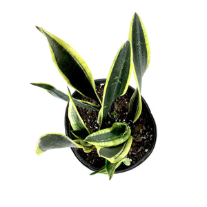 Sansevieria, 10in, Black Gold - Floral Acres Greenhouse & Garden Centre