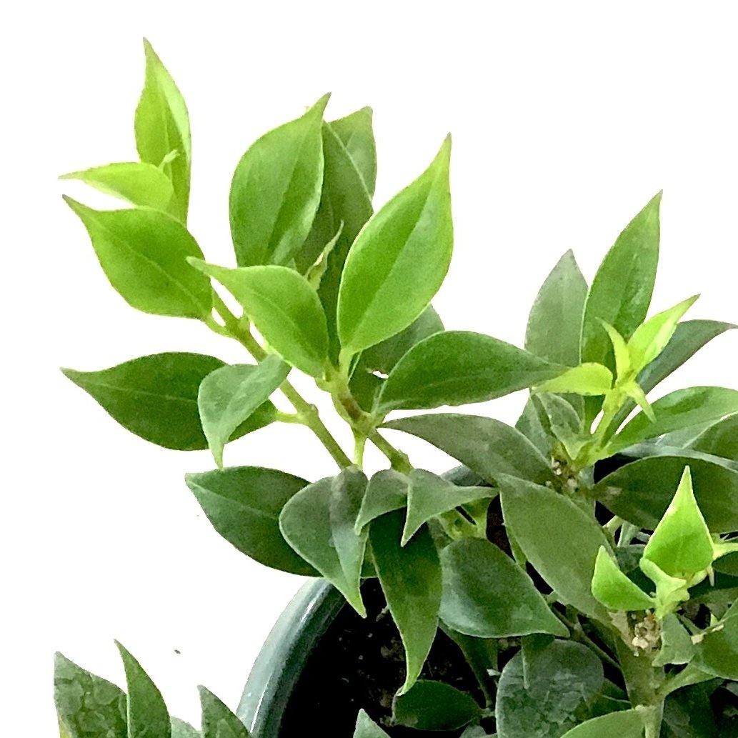 Lipstick Plant, 8in HB, Mona Lisa - Floral Acres Greenhouse & Garden Centre