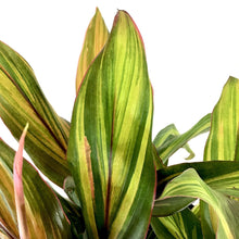 Load image into Gallery viewer, Cordyline, 10in, Harlequin - Floral Acres Greenhouse &amp; Garden Centre
