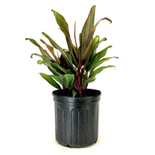 Load image into Gallery viewer, Cordyline, 10in, Harlequin - Floral Acres Greenhouse &amp; Garden Centre
