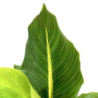 Canna, 10in, Bengal Tiger Striped - Floral Acres Greenhouse & Garden Centre