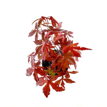 Load image into Gallery viewer, Japanese Maple, 6in - Floral Acres Greenhouse &amp; Garden Centre
