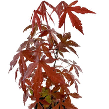 Load image into Gallery viewer, Japanese Maple, 6in - Floral Acres Greenhouse &amp; Garden Centre
