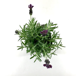 Spanish Lavender, 5in - Floral Acres Greenhouse & Garden Centre
