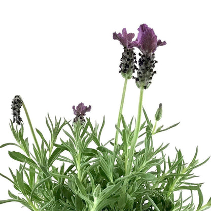 Spanish Lavender, 5in - Floral Acres Greenhouse & Garden Centre