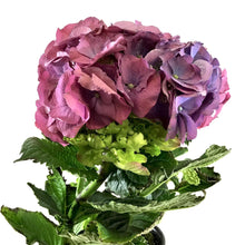 Load image into Gallery viewer, Hydrangea, 4.5in, Assorted Colours - Floral Acres Greenhouse &amp; Garden Centre
