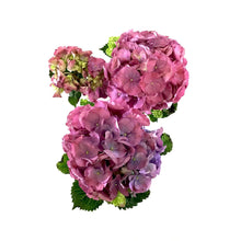 Load image into Gallery viewer, Hydrangea, 4.5in, Assorted Colours - Floral Acres Greenhouse &amp; Garden Centre
