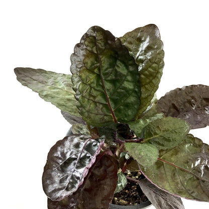 Waffle Plant, 4in, Purple - Floral Acres Greenhouse & Garden Centre