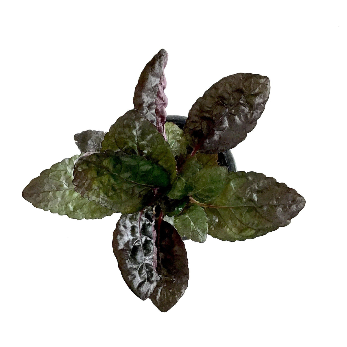Waffle Plant, 4in, Purple - Floral Acres Greenhouse & Garden Centre