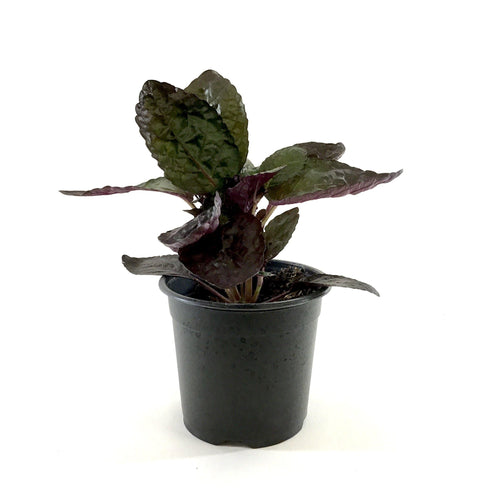 Waffle Plant, 4in, Purple - Floral Acres Greenhouse & Garden Centre