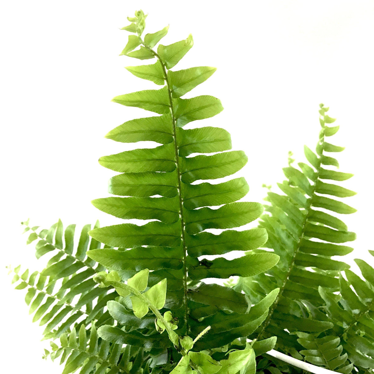 Fern, 8in Hanging Basket, Boston - Floral Acres Greenhouse & Garden Centre