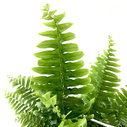 Fern, 8in Hanging Basket, Boston - Floral Acres Greenhouse & Garden Centre