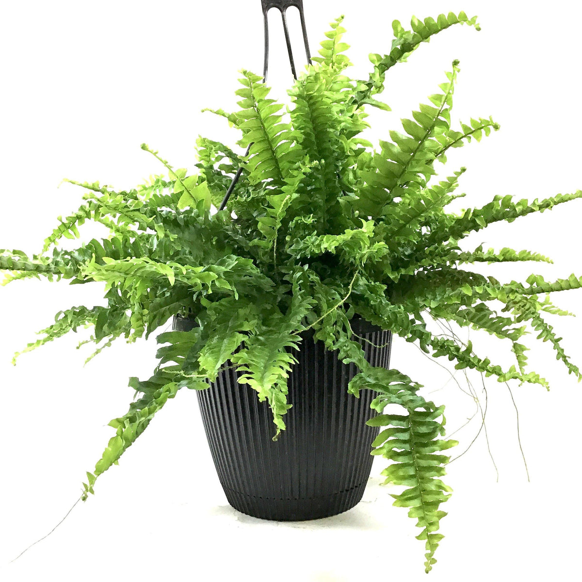 Fern, 8in Hanging Basket, Boston - Floral Acres Greenhouse & Garden Centre