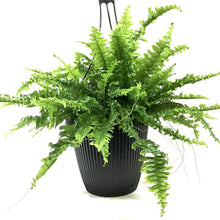 Load image into Gallery viewer, Fern, 8in Hanging Basket, Boston - Floral Acres Greenhouse &amp; Garden Centre
