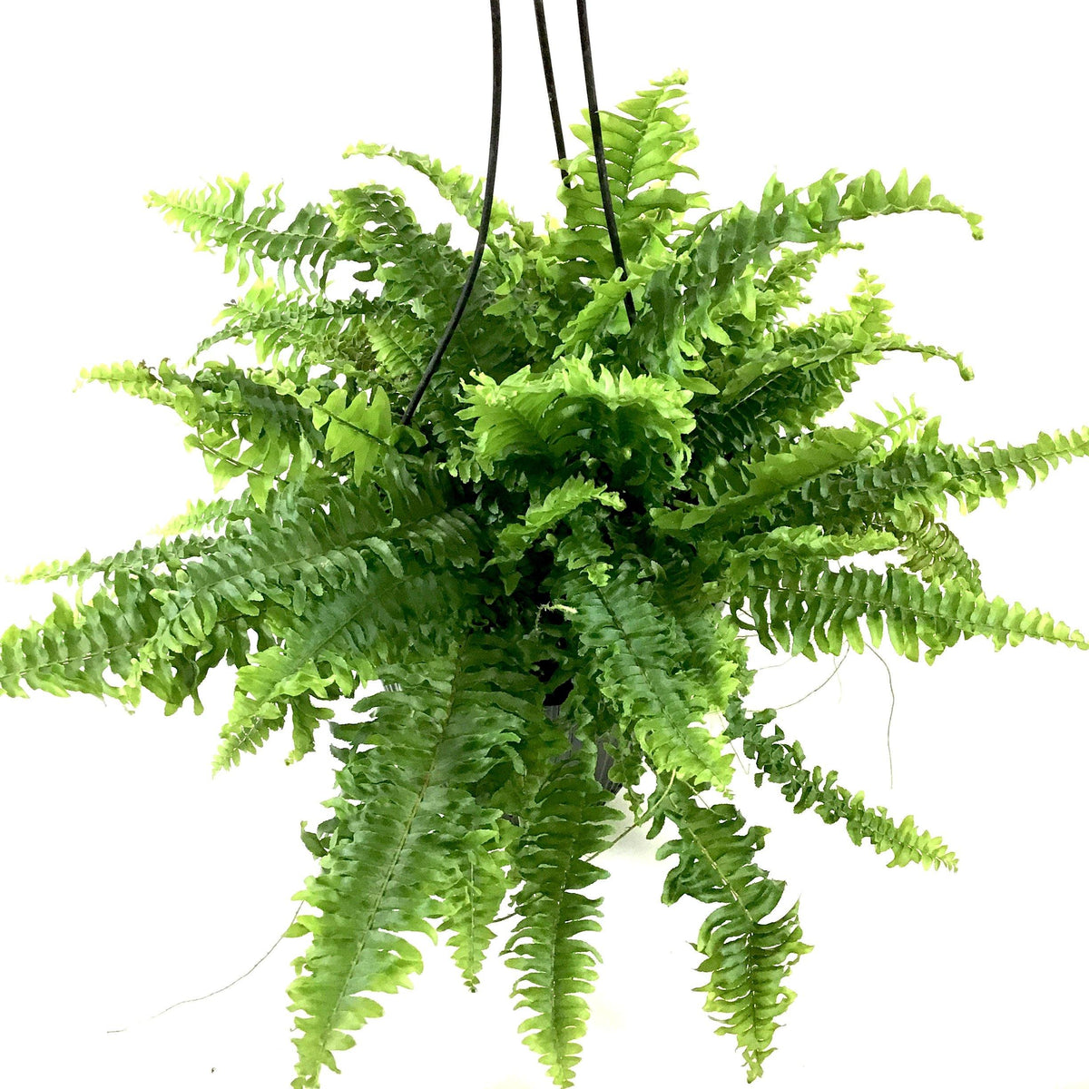Fern, 8in Hanging Basket, Boston - Floral Acres Greenhouse & Garden Centre