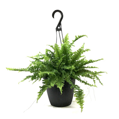 Fern, 8in Hanging Basket, Boston - Floral Acres Greenhouse & Garden Centre