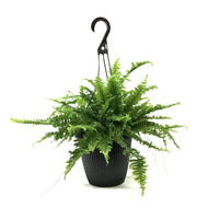 Fern, 8in Hanging Basket, Boston - Floral Acres Greenhouse & Garden Centre