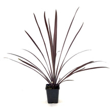 Load image into Gallery viewer, Cordyline, 3.5in, Red Sensation - Floral Acres Greenhouse &amp; Garden Centre
