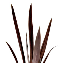 Load image into Gallery viewer, Cordyline, 3.5in, Red Sensation - Floral Acres Greenhouse &amp; Garden Centre
