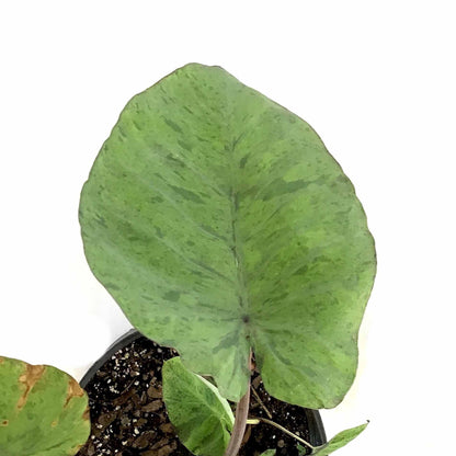 Colocasia, 10in, Mojito - Floral Acres Greenhouse & Garden Centre