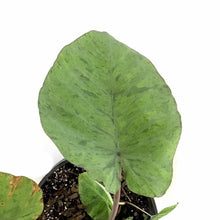 Load image into Gallery viewer, Colocasia, 10in, Mojito - Floral Acres Greenhouse &amp; Garden Centre
