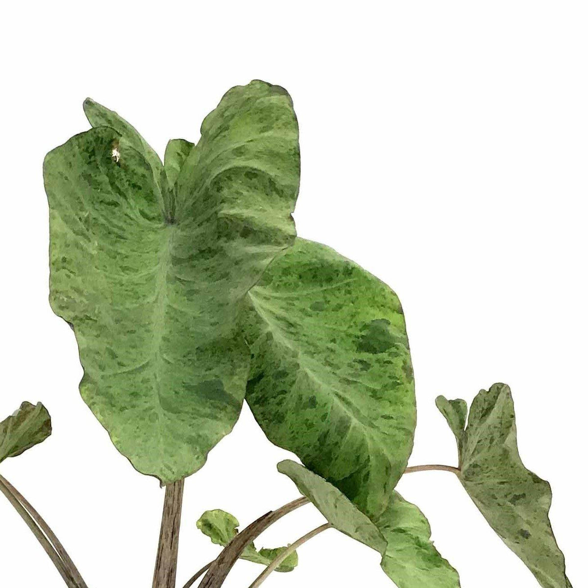 Colocasia, 10in, Mojito - Floral Acres Greenhouse & Garden Centre