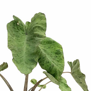 Colocasia, 10in, Mojito - Floral Acres Greenhouse & Garden Centre