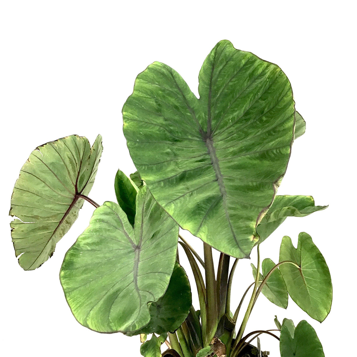 Colocasia, 10in, Blue Hawaii - Floral Acres Greenhouse & Garden Centre