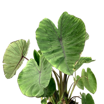 Colocasia, 10in, Blue Hawaii - Floral Acres Greenhouse & Garden Centre
