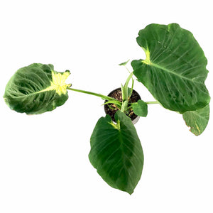 Colocasia, 10in, Nancy's Revenge - Floral Acres Greenhouse & Garden Centre