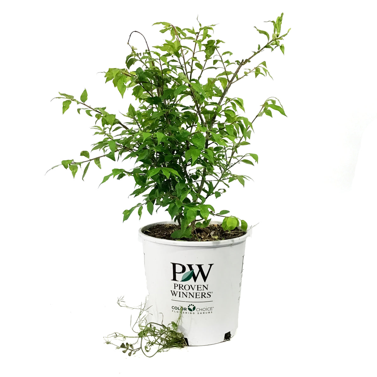Burning Bush, 2 gal, Fire Ball® Proven Winners