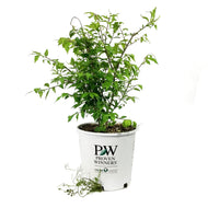 Burning Bush, 2 gal, Fire Ball® Proven Winners