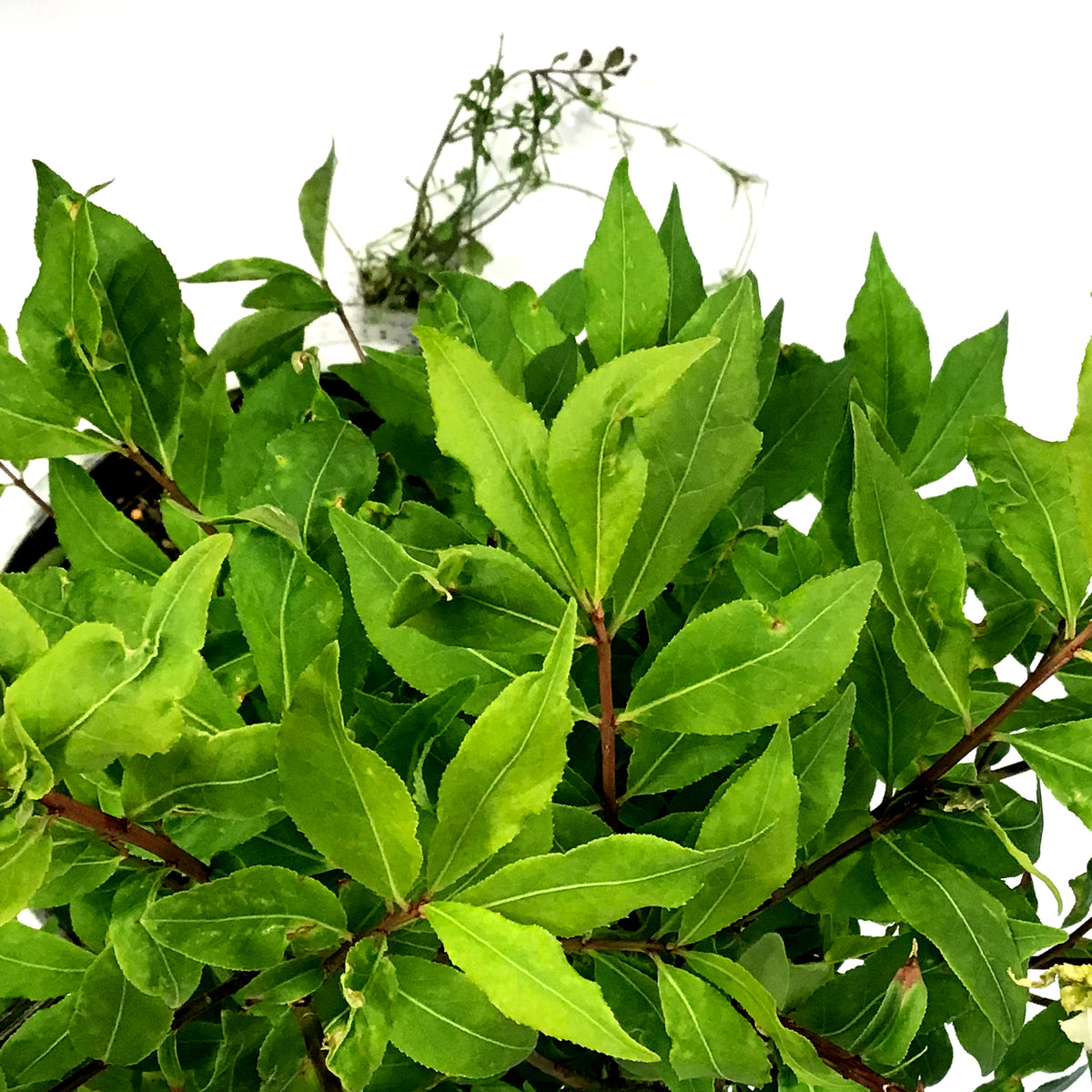 Burning Bush, 2 gal, Fire Ball® Proven Winners