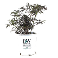 Elder, 2 gal, Black Lace® - Floral Acres Greenhouse & Garden Centre