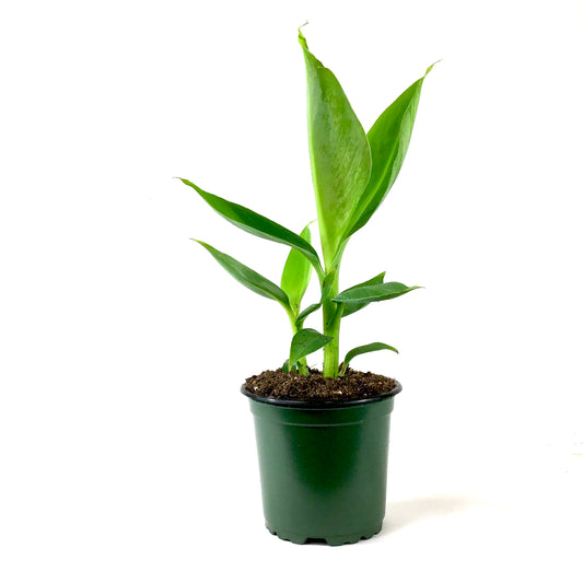 Banana, 4in, Dwarf Cavendish - Floral Acres Greenhouse & Garden Centre
