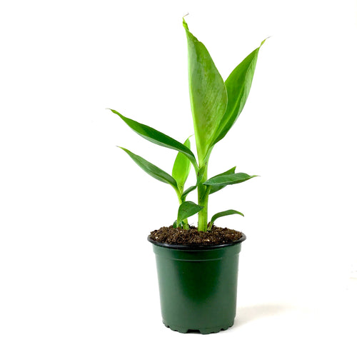 Banana, 4in, Dwarf Cavendish - Floral Acres Greenhouse & Garden Centre