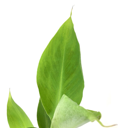 Banana, 4in, Dwarf Cavendish - Floral Acres Greenhouse & Garden Centre