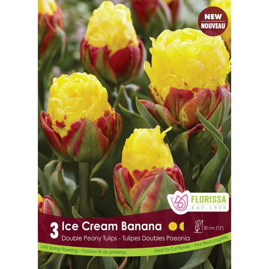 Tulip, Novelty - Ice Cream Banana Bulbs, 3 Pack