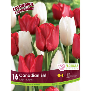 Tulip, Triumph - Canadian Eh! Bulbs, 16 Pack