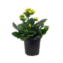 Load image into Gallery viewer, Calandiva Kalanchoe, 4in, Assorted Colours
